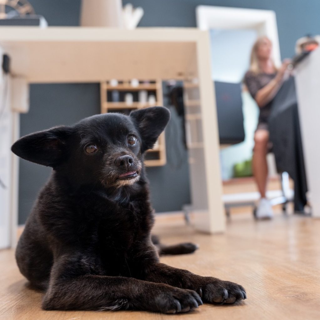 Kysha im Friseursalon Schwarzer Hund liegt entspannt auf einem Holzboden in einem modernen Raum.